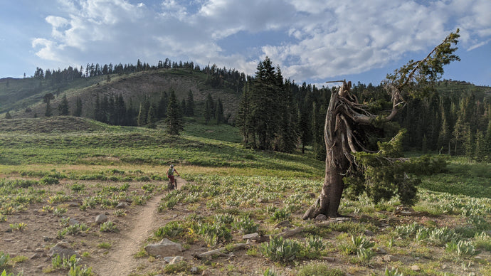 Weekly Mountain Bike Shop Rides